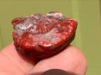 Rode hoorn koraal edelsteen broekzaksteen mineralen, Ophalen of Verzenden, Mineraal