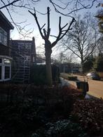Notenboom, Ophalen