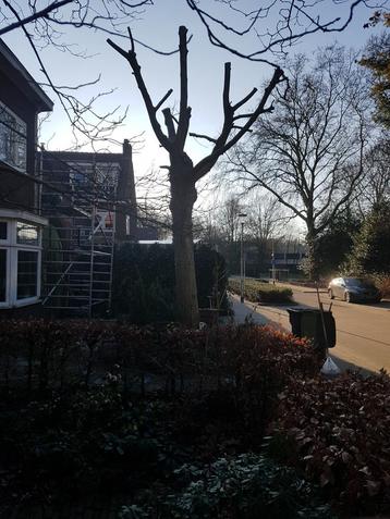 Notenboom beschikbaar voor biedingen