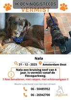 Nala vermist!! Donkerbruin, middelgroot teefje met 1 oog., Dieren en Toebehoren, Overige rassen, Teef, Parvo, Eén hond