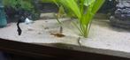 Koperzalmpjes, Dieren en Toebehoren, Vissen | Aquariumvissen, Vis
