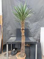 Yucca filifera 12, 210 cm, stam 150 cm, Ophalen, Vaste plant, Overige soorten, Halfschaduw