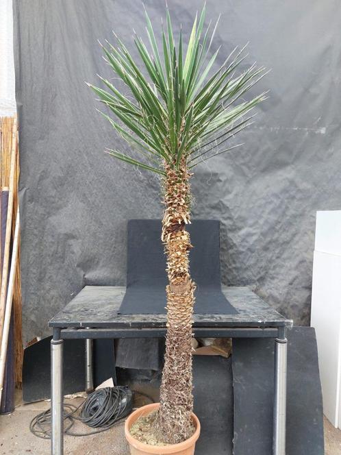 Yucca filifera 12, 210 cm, stam 150 cm, Tuin en Terras, Planten | Tuinplanten, Vaste plant, Overige soorten, Halfschaduw, Ophalen
