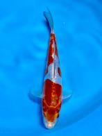 Doitsu Kogane Ochiba Kase 16-20cm Japanse Koi, Dieren en Toebehoren, Karper of Koi
