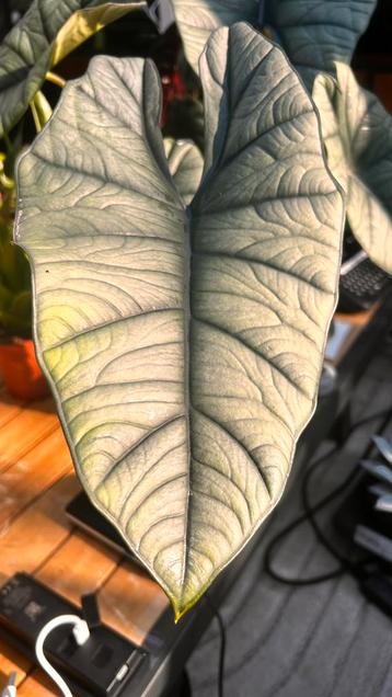 Alocasia Platinium beschikbaar voor biedingen