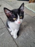 Zwart witte kitten/katertje, de laatste uit het nest, Dieren en Toebehoren, Meerdere dieren, 0 tot 2 jaar