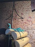 Gastropholis prasina kielbuikhagedissen, Dieren en Toebehoren, Hagedis, 0 tot 2 jaar