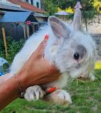 Leeuwenkop ram, Mannelijk, Klein, 0 tot 2 jaar