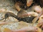 Ancistrus longfin, Dieren en Toebehoren, Vis