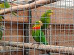Barraband parkiet, Dieren en Toebehoren, Vogels | Parkieten en Papegaaien, Mannelijk, Parkiet