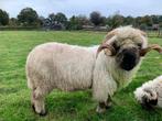 Walliser Schwarznase, Dieren en Toebehoren, Mannelijk, Schaap, 0 tot 2 jaar