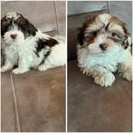 2 mooie havapoo pups kruizing toy poedel/havanezer, 8 tot 15 weken, Meerdere, Meerdere dieren, CDV (hondenziekte)