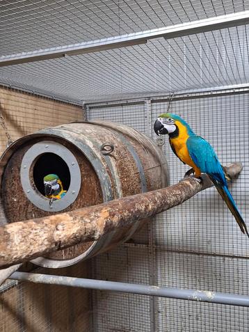 Koppel blauwgele ara's.  beschikbaar voor biedingen