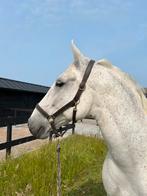 Lieve Lipizzaner Ruin, Dieren en Toebehoren, Paarden, Ruin, Recreatiepaard, Gechipt