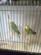 Ino grasparkieten, Dieren en Toebehoren, Vogels | Parkieten en Papegaaien, Meerdere dieren, Parkiet