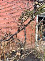 Druivenstruik met veel druiven, Ophalen, Lente, Overige soorten, Volle zon