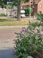 Planten, Volle zon, Vaste plant, Zomer, Ophalen
