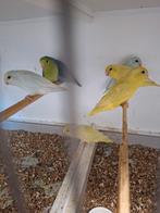Jonge forpussen in diverse kleurtjes vanaf 7 weken, Dieren en Toebehoren, Meerdere dieren, Dwergpapegaai of Agapornis, Geringd