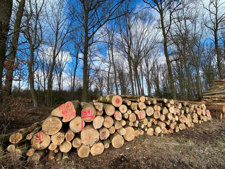 Brandhout stammen diverse houtsoorten en afmetingen, Tuin en Terras, Haardhout, Stammen, Eikenhout, Minder dan 3 m³, Ophalen