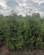Thuja occ brabant coniferen AKTIE, Bloeit niet, Halfschaduw, 100 tot 250 cm, Overige soorten