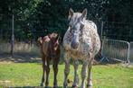 veel verschillende pony's/paarden te koop, Dieren en Toebehoren, Pony's, Meerdere dieren, Niet van toepassing, Recreatiepony