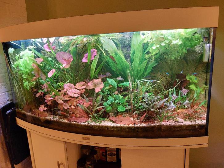 Juwel Vision 260 met onderstel, Dieren en Toebehoren, Vissen | Aquariumvissen, Zoetwatervis, Vis