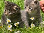 Lief zindelijk katertje (tijgertje) te koop, Dieren en Toebehoren, Katten en Kittens | Overige Katten, Kater
