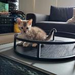 Snow lynx kitten te koop, Dieren en Toebehoren, Kater, Ontwormd, 0 tot 2 jaar