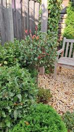 Photinia op stam - glansmispel red robin, Ophalen of Verzenden, Overige soorten, Volle zon