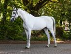 Vriendelijke ruin, Dieren en Toebehoren, Pony's, Ruin, 11 jaar of ouder, Recreatiepony, Gechipt