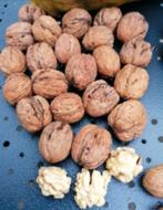 Walnoten Oogst 2025, Ophalen of Verzenden