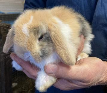 Jonge hangoor dwergkonijnen / hangoordwergkonijnen te koop beschikbaar voor biedingen