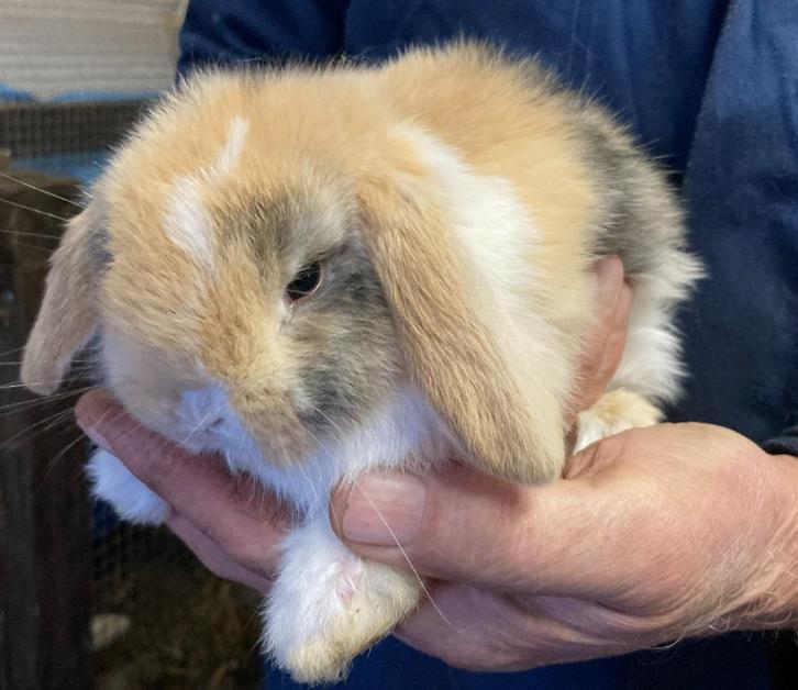 Jonge hangoor dwergkonijnen / hangoordwergkonijnen te koop, Dieren en Toebehoren, Konijnen, Dwerg, Meerdere dieren, 0 tot 2 jaar