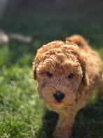 Dwergpoedel pups, Poedel, België, Fokker | Hobbymatig, Reu