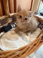 Lieve gezonde mooie kitten zoekt liefdevol huisje! – TE KOOP, Dieren en Toebehoren, Katten en Kittens | Overige Katten, Kater