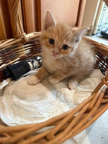 Lieve gezonde mooie kitten zoekt liefdevol huisje! – TE KOOP beschikbaar voor biedingen
