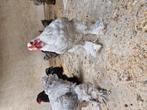 3 mooie brahma hanen te koop, Dieren en Toebehoren, Mannelijk, Kip