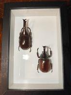 Kevers in lijst, Verzamelen, Dierenverzamelingen, Ophalen of Verzenden, Zo goed als nieuw, Insect, Opgezet dier