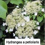 Hydrangea petiolaris Klim hortensia s, Tuin en Terras, Planten | Tuinplanten, Ophalen of Verzenden
