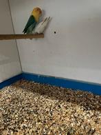 1 koppel albino x violet turquoise met 1 jong, Dieren en Toebehoren, Meerdere dieren, Dwergpapegaai of Agapornis, Geringd