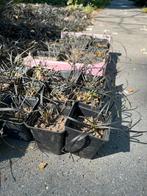 Ophiopogon planiscapus 'Niger' P9 potjes Zwarte Slangenbaard, Ophalen, Vaste plant, Siergrassen, Halfschaduw