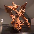 Uniek stuk Kienhout / Driftwood / Spiderwood, Hout Decoratie, Dieren en Toebehoren, Ophalen of Verzenden, Zo goed als nieuw, Plant(en), Steen of Hout