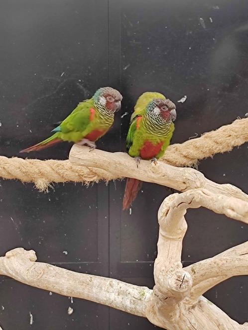 Volwassen koppel pyrrhura Leucotis, Dieren en Toebehoren, Vogels | Parkieten en Papegaaien, Parkiet, Meerdere dieren