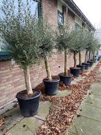 Mediterrane mooie olijfbomen Topkwaliteit Scherpe prijs, Tuin en Terras, Lente, 100 tot 250 cm, Olijfboom, Ophalen