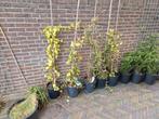 Klimop hedera 2 euro per stuk, Tuin en Terras, Planten | Bomen, Ophalen of Verzenden