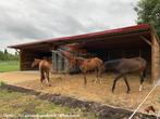 Schuilplaats paarden - Weidehut, Shelters, Inloopstallen,, Dieren en Toebehoren, Stalling en Weidegang, Weidegang