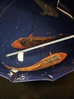 Mukashi Ogon en aka matsuba Japanse koi (3 kois), Karper of Koi