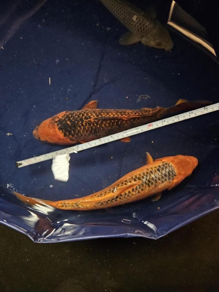 Mukashi Ogon en aka matsuba Japanse koi (3 kois), Dieren en Toebehoren, Vissen | Vijvervissen, Karper of Koi