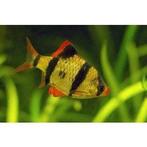 Sumatraan 4.10 per stuk, Vis, Zoetwatervis, Schoolvis