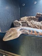 Tiliqua scincoides intermedia, noordelijke blauwtongskink., Hagedis, 3 tot 6 jaar